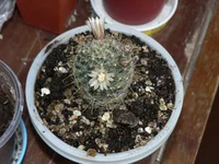 mammillaria.webp