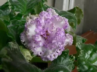 Ming Dynasty mut.webp