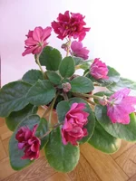 Cады семирамиды_7992.webp