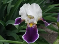 P5220302.webp