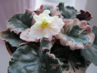 IMG_0096.webp