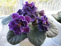 IMG_0088.webp