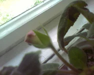  от соседки.webp