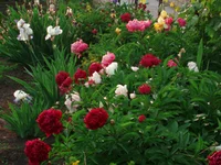  203.webp