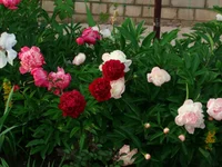  204.webp