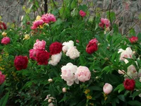  206.webp