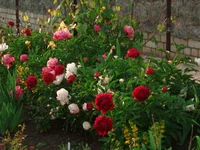  212.webp