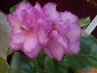 Lyon`s Fireworks.webp