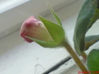  глося от соседки.webp