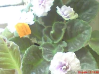 -Сливовый Коктель.webp