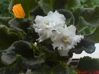 -Снег в Апреле1.webp