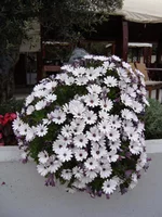 DSC02020.jpg