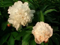  208.webp