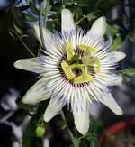 passiflora.webp