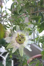 passiflora2.webp