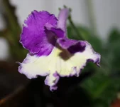 silvia.webp