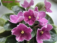 Designer Star1.webp