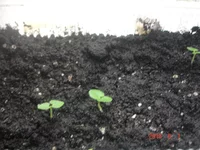 1_06_абушки (9).webp