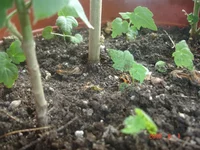 1_06_абушки (7).webp