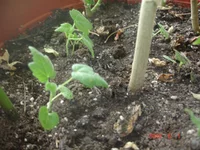 1_06_абушки (8).webp