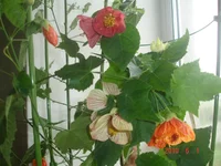 1_06_абушки (3).webp