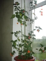 1_06_абушки (6).webp