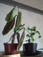 DSCF9202.webp