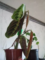 DSCF9203.webp