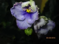 Crystal Plums1.webp