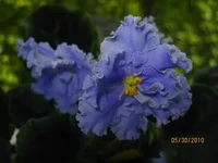 -Метелица1.webp
