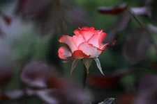 DSC_2107.webp