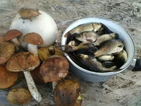 IMG-64ad8fb4a35902fddcd4dc5c6972c2cb-V.webp