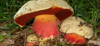 Boletus-Satanas-900x420.webp