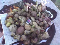.webp