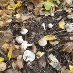 IMG_20191009_175006_234.webp