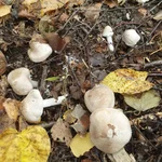 IMG_20191009_175001_841.webp