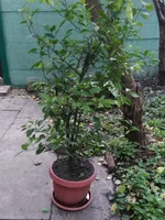 IMG_20191009_122105 (1).webp