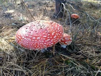 IMG-e464024e44c17064855896c9614ae4f3-V.webp