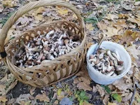 изображение_viber_2019-10-14_20-45-31.jpg