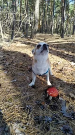 IMG-2c654fb57169ee1788ca8c5b131b5fb2-V.webp