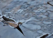  под ногами-4.webp