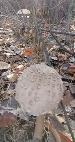 IMG_20191020_120921 (2).webp