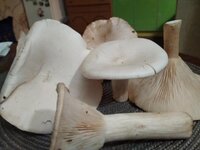 изображение_viber_2019-10-21_18-14-38.jpg