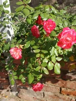 IMG_20191016_105533.webp
