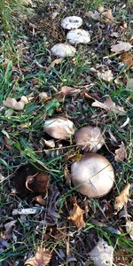 IMG_20191027_145014.webp