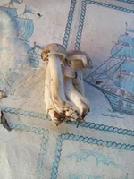 viber image3.webp