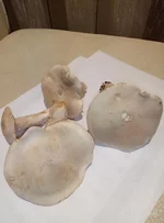 P91029-165233.webp