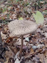 P91029-123347.webp