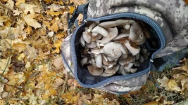 IMG_20191028_092112.webp
