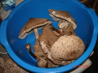DSC04424.webp
